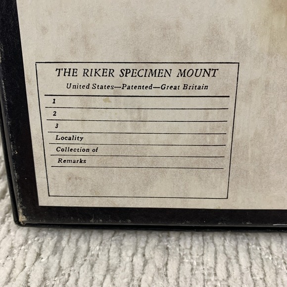 Vintage Shadowbox Framed Cecropia Moth Taxidermy Cocoon Life Cycle Specimen Art - Picture 14 of 16